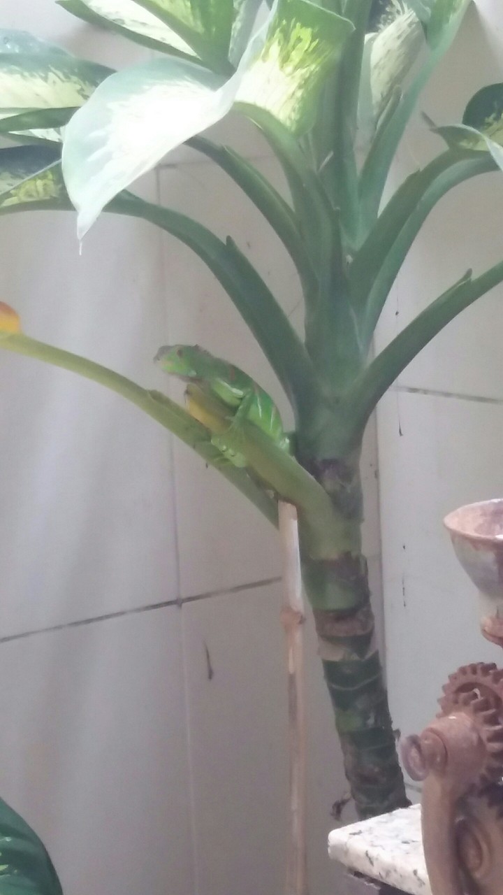 iguana
