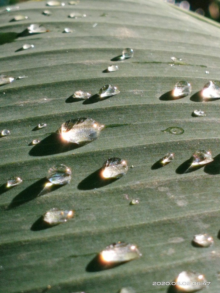 dew
