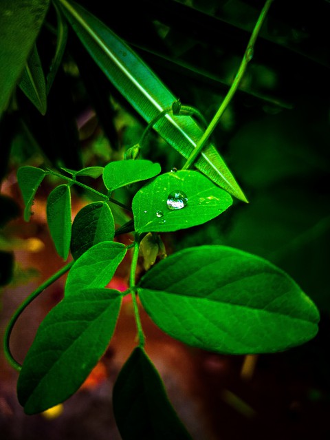 Water pearl on leave