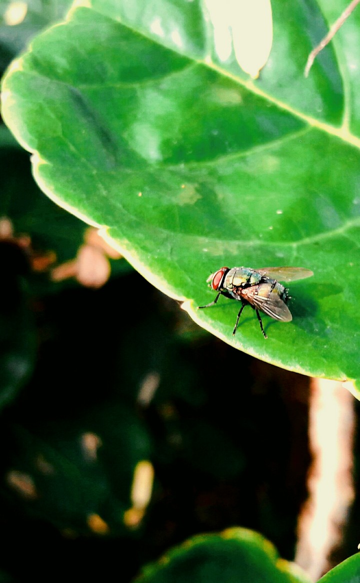 leaf with fly