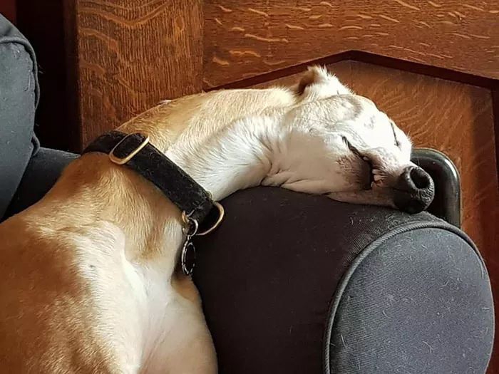 ???? my dog???