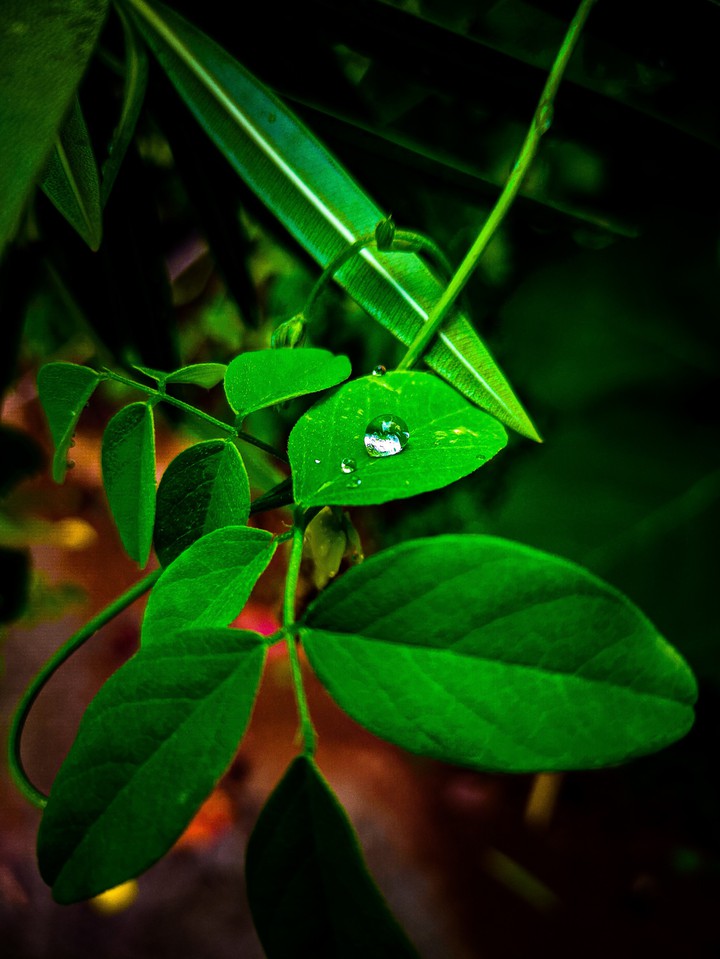 Water pearl on leave