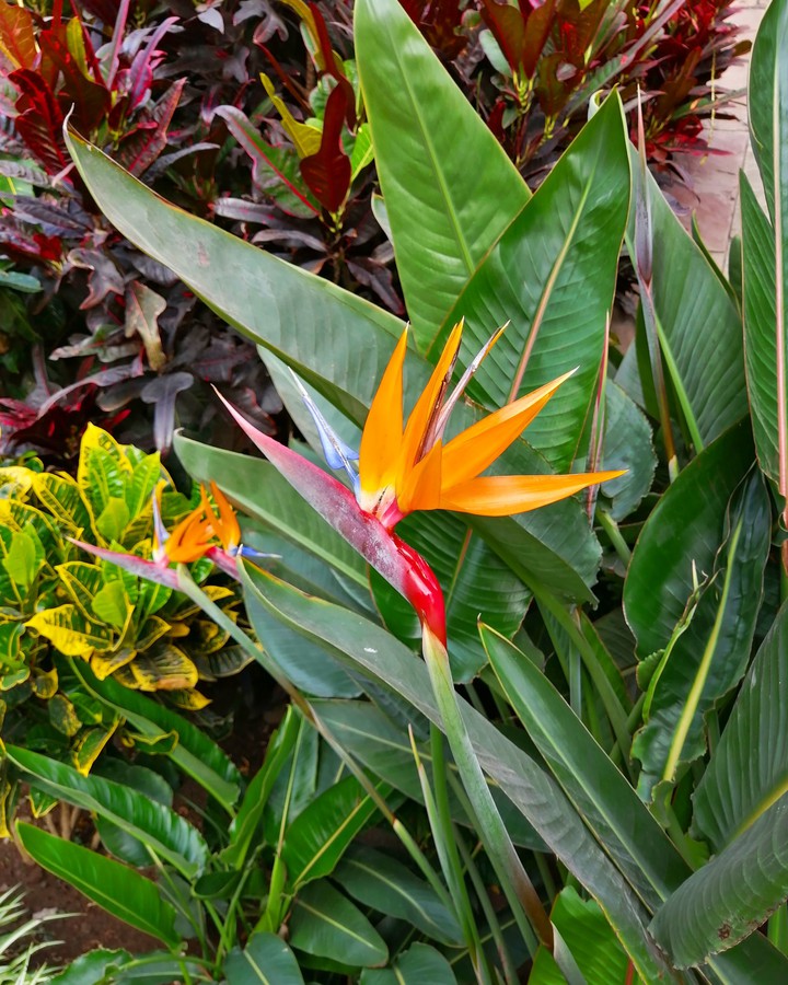 exotic flower