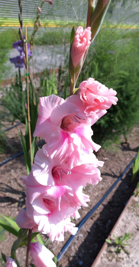 тапети pink, geraniums