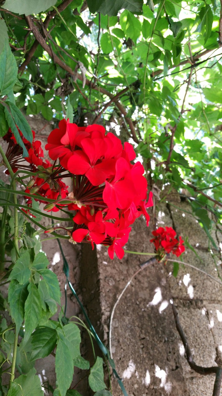 red flower