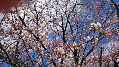 cherry blossom