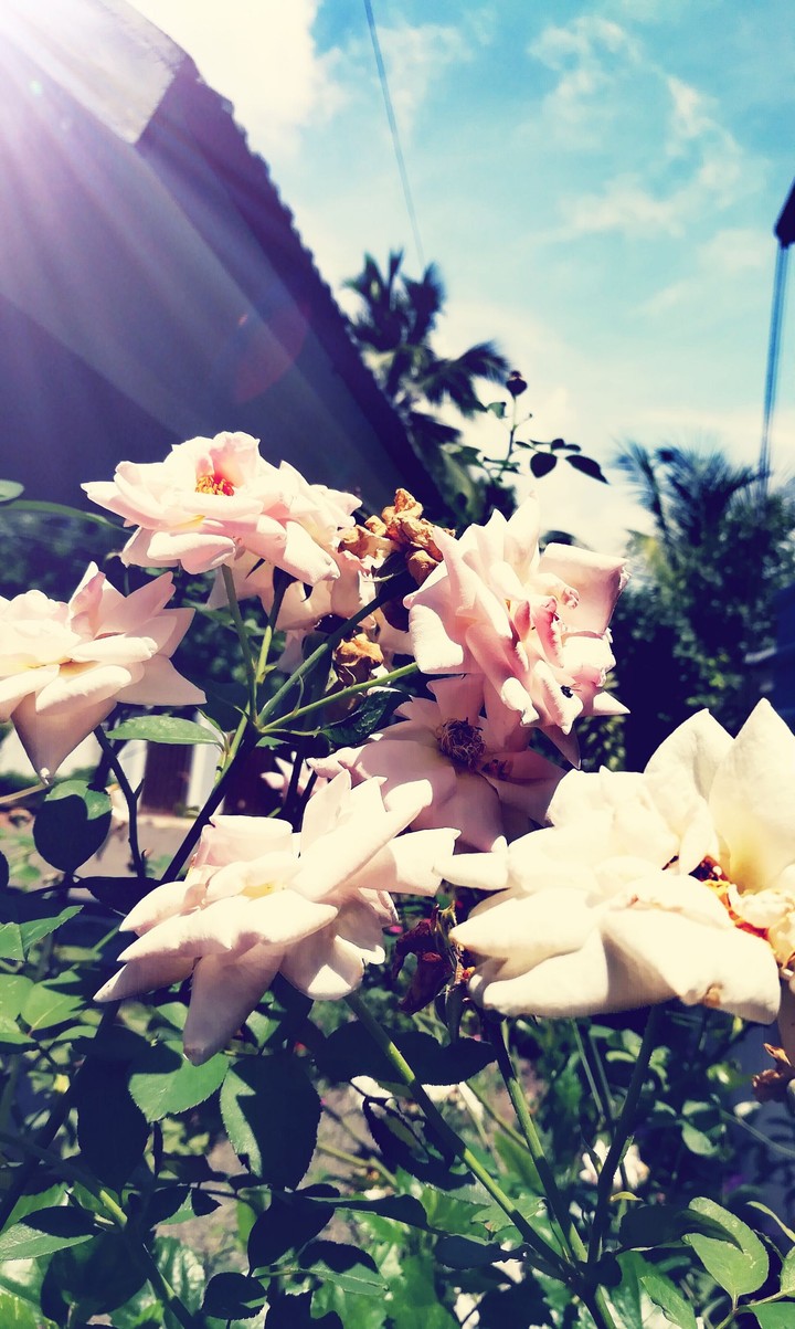 summer