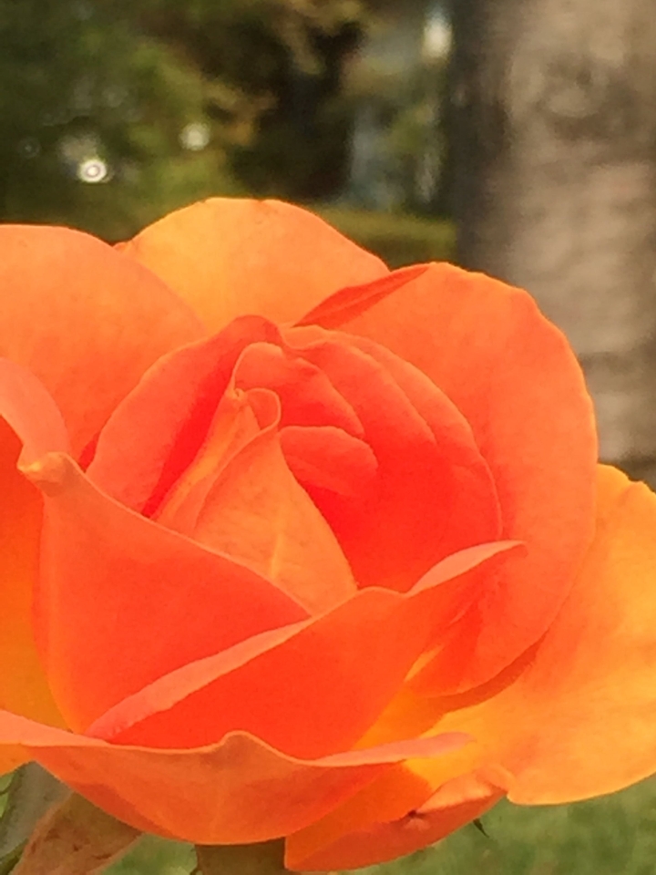 summer blooms