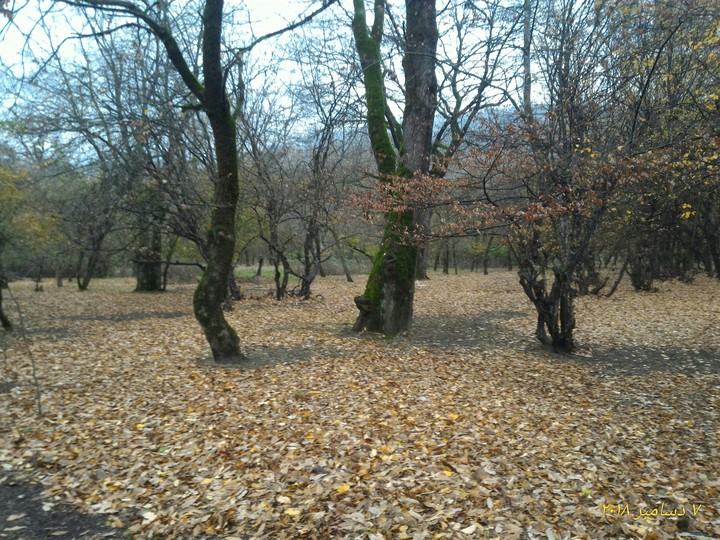 Fall in forest park