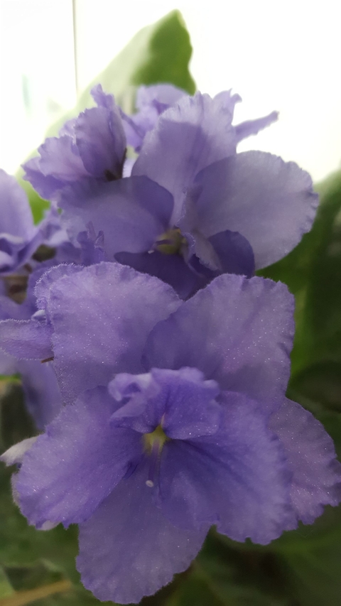 violet, 植物桌布