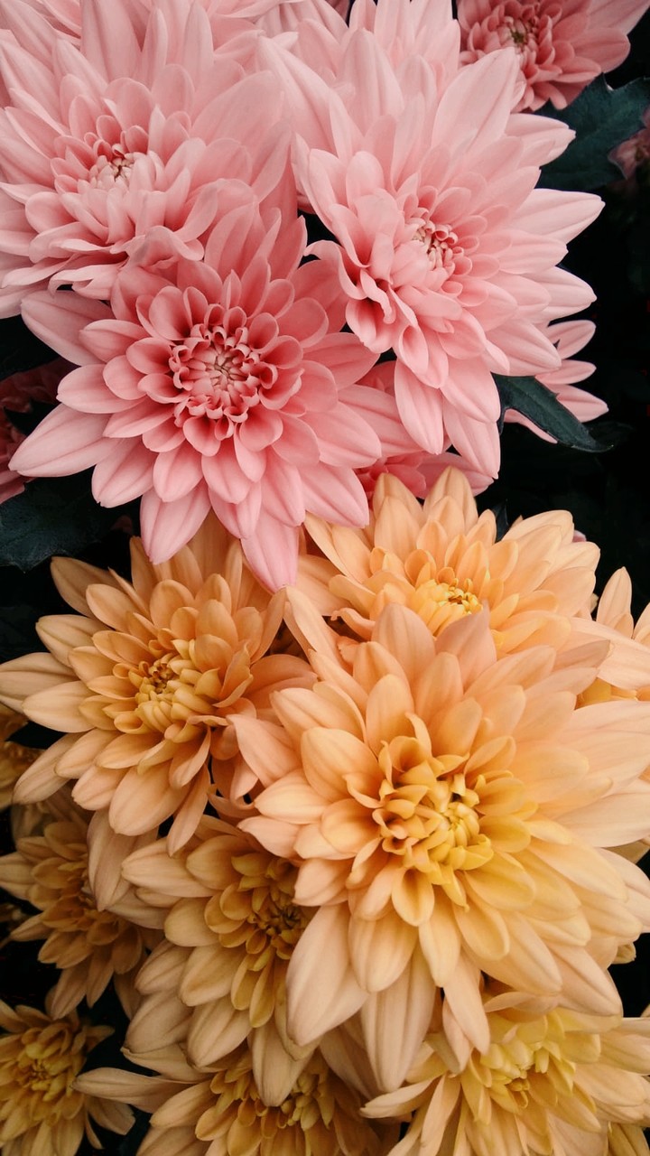 Pink Orange Flowers