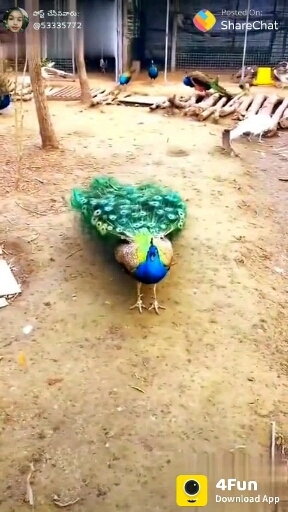 koyal