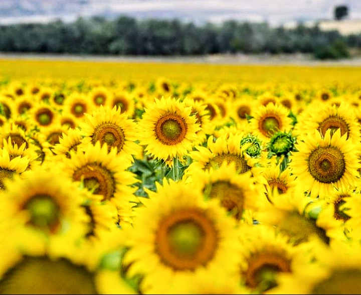 Sunflower