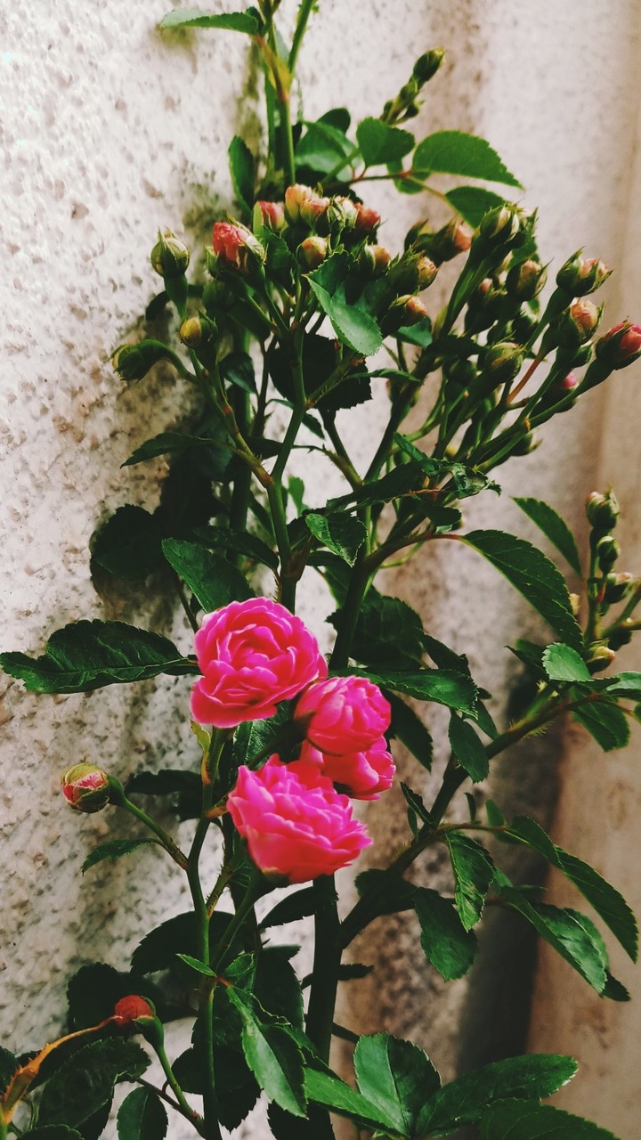 rose plant