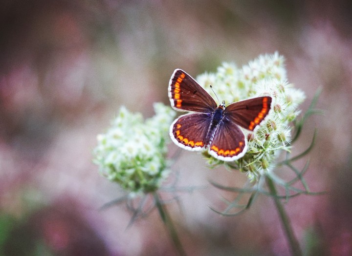 butterfly3