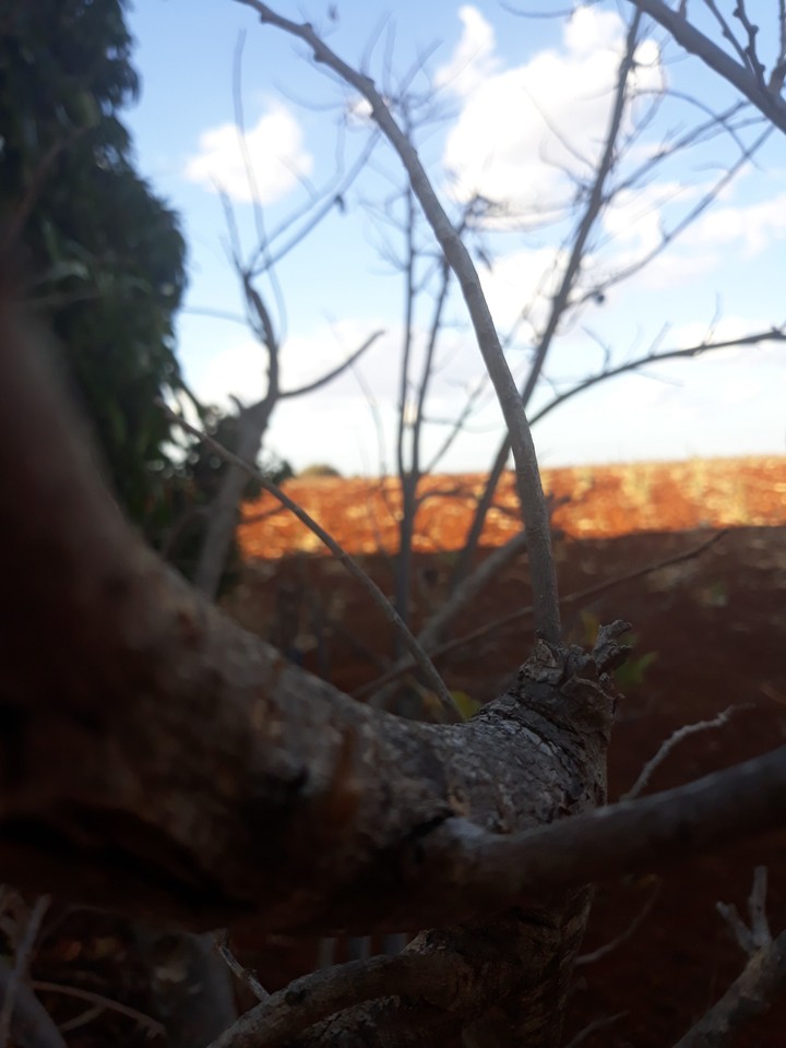 nature