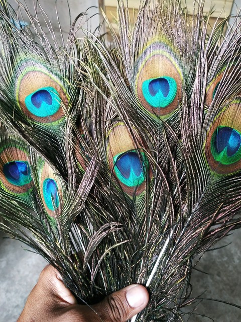 sfondi organism, green