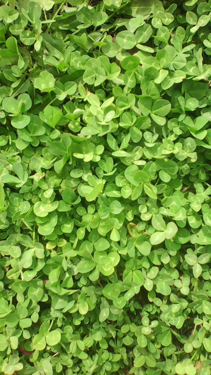 Grass