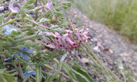 wildflower, grass壁紙