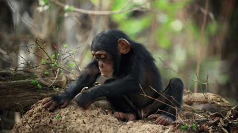 chimpangi