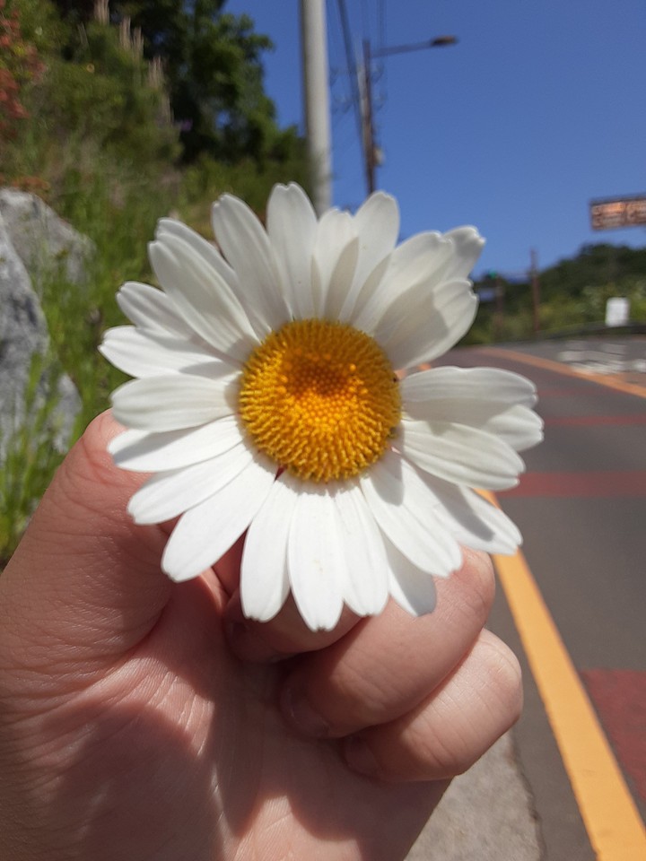 꽃