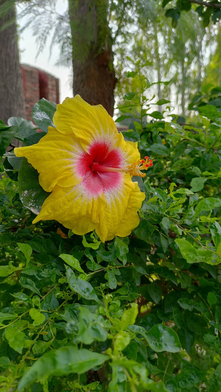 flower