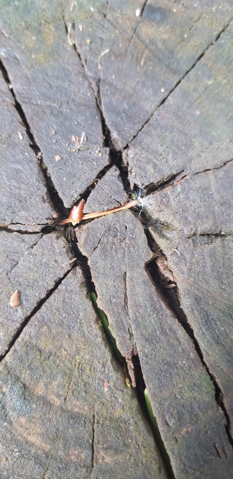 Chopped tree view from above