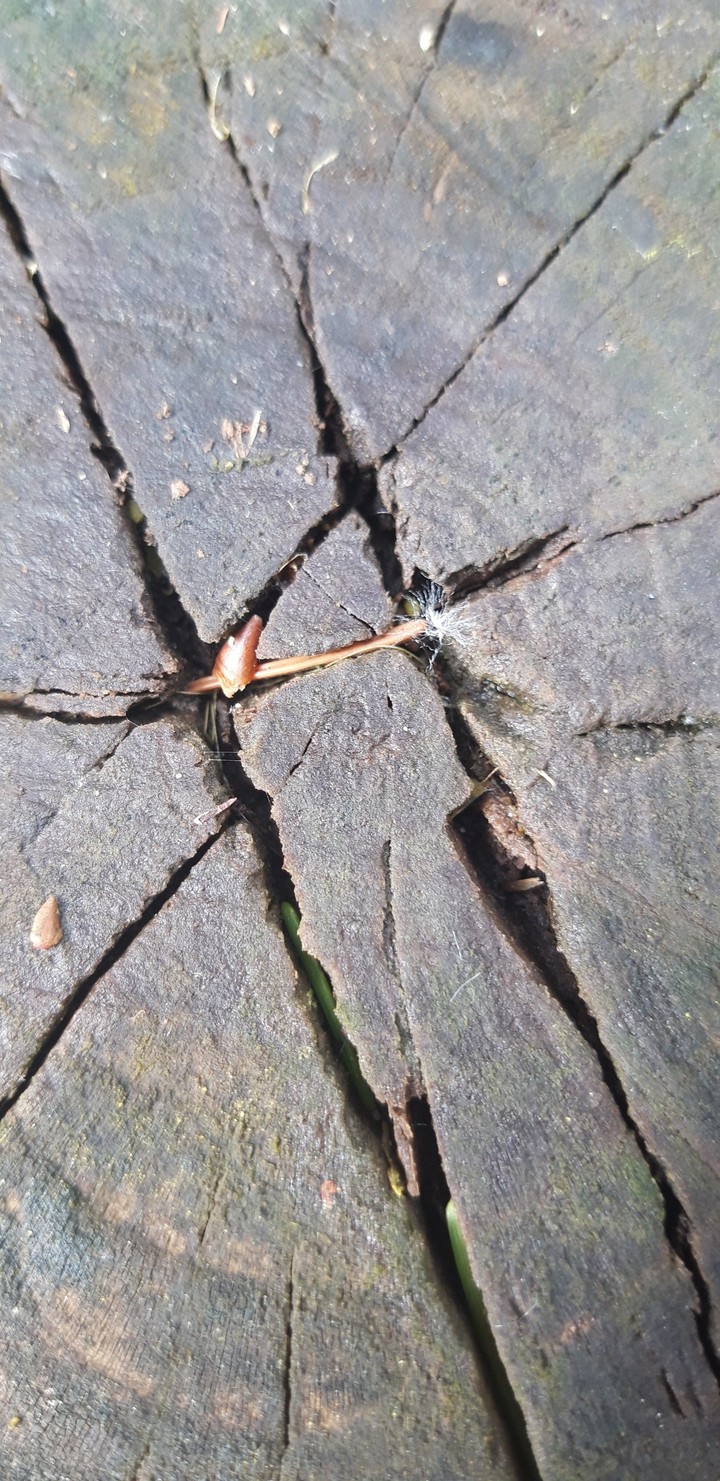 Chopped tree view from above