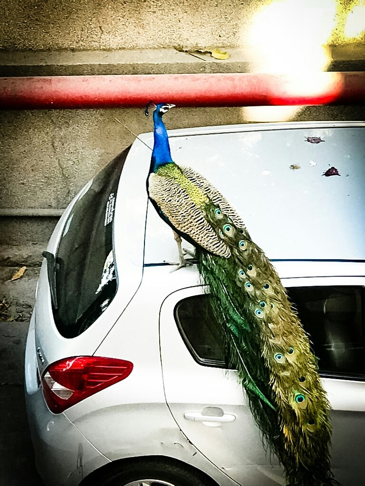 peacock