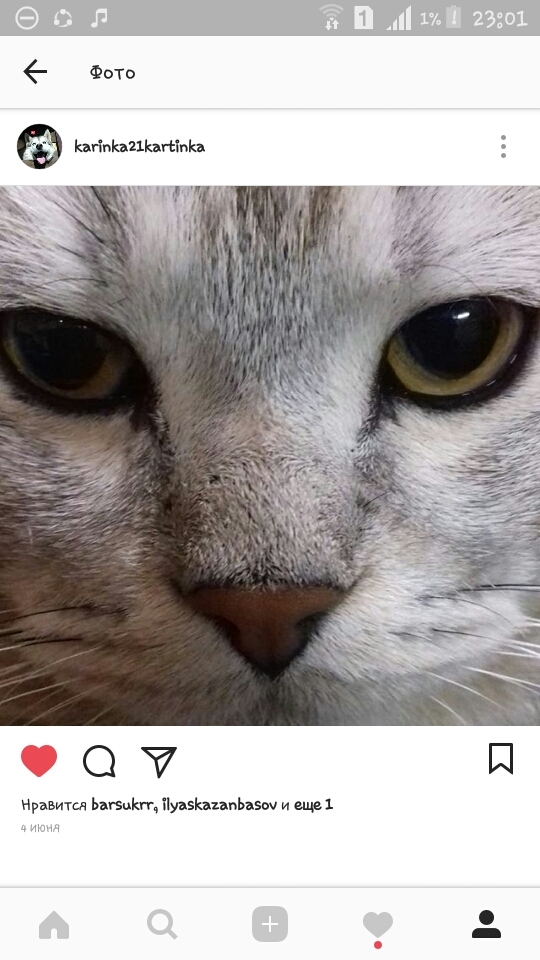 котик