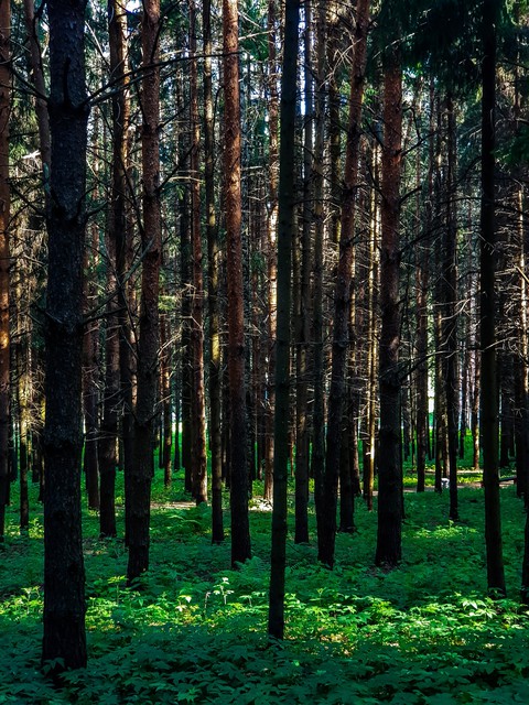 coniferous forest