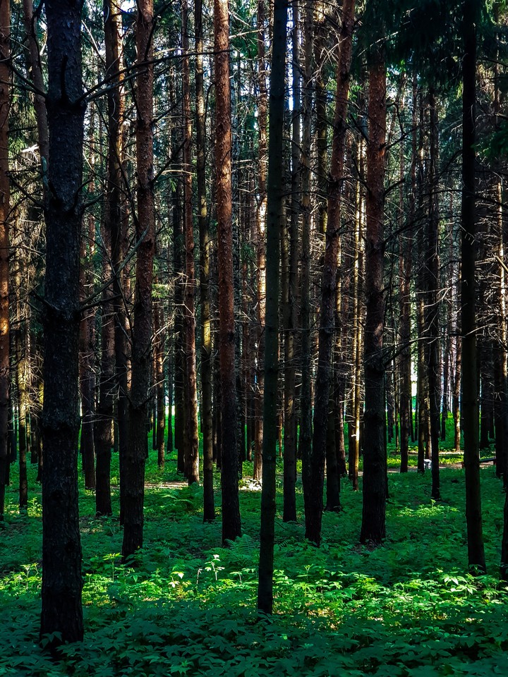 coniferous forest