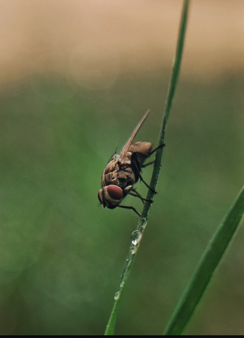 fonds d'écran parasite, pest