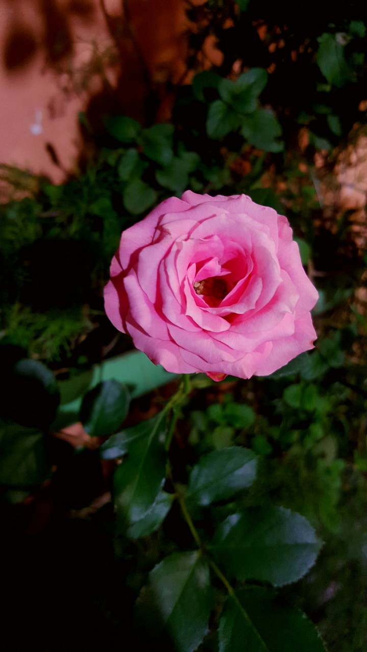 rosess