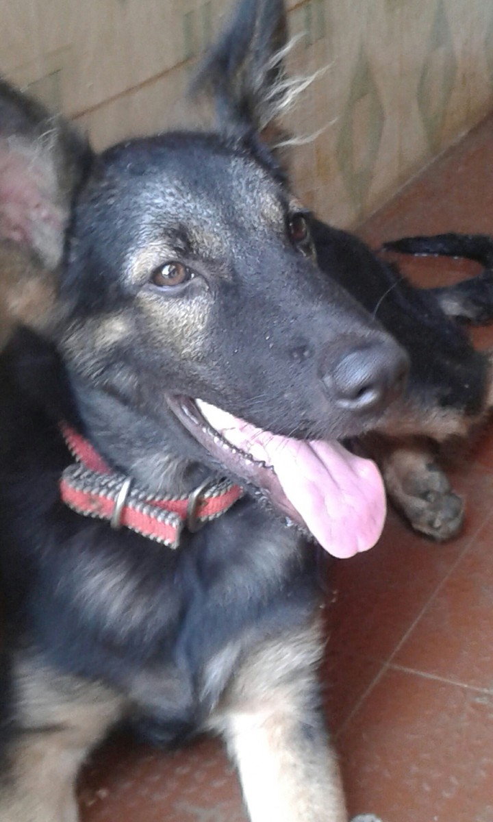 Dogiiiiii