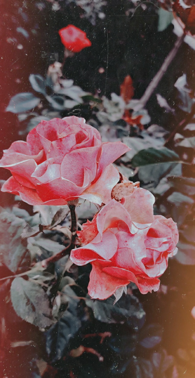 ◇rose◇