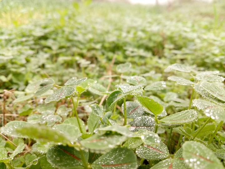 droplets on small plants