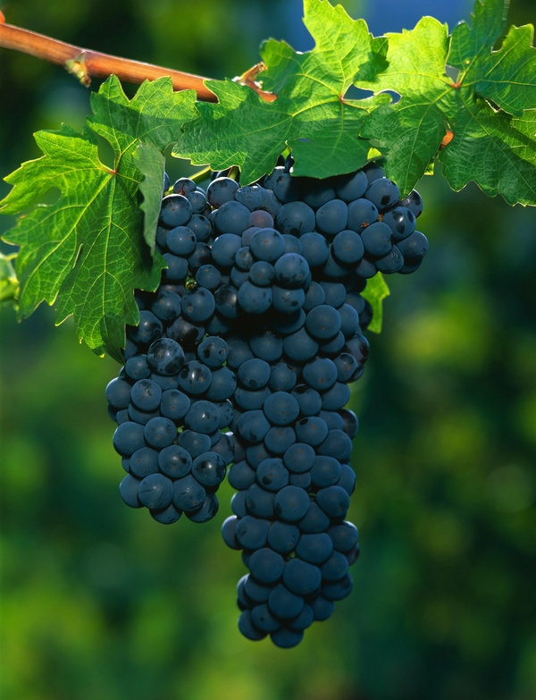 fruit