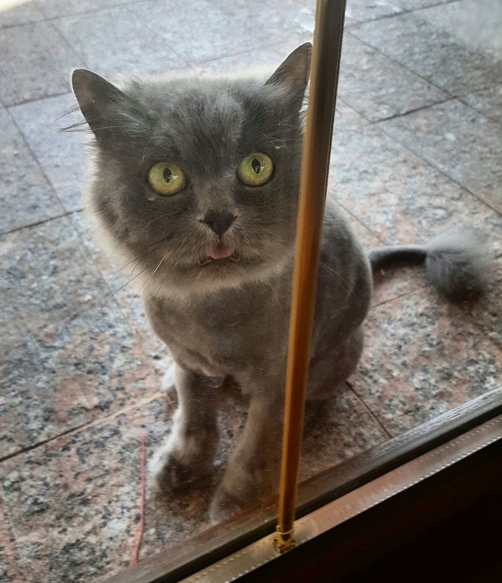 cat