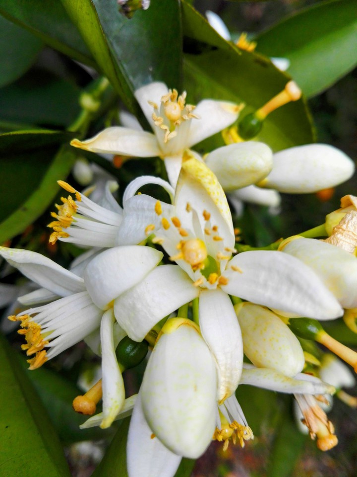Flor de Azahar