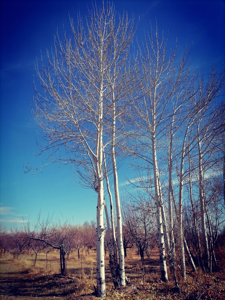 The End of Autumn