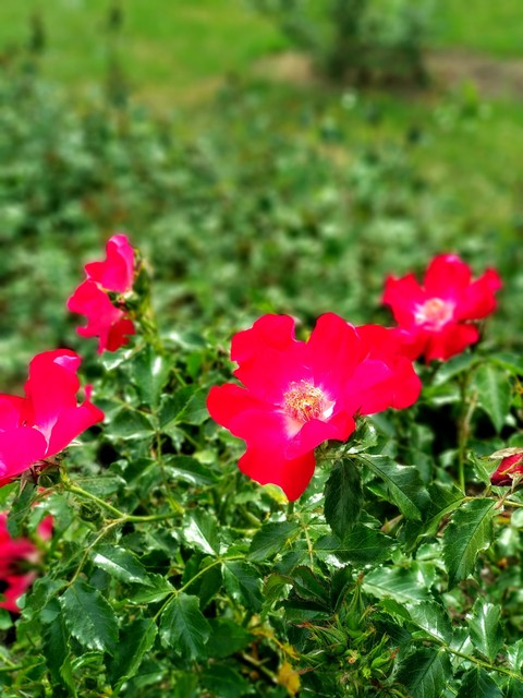 roses