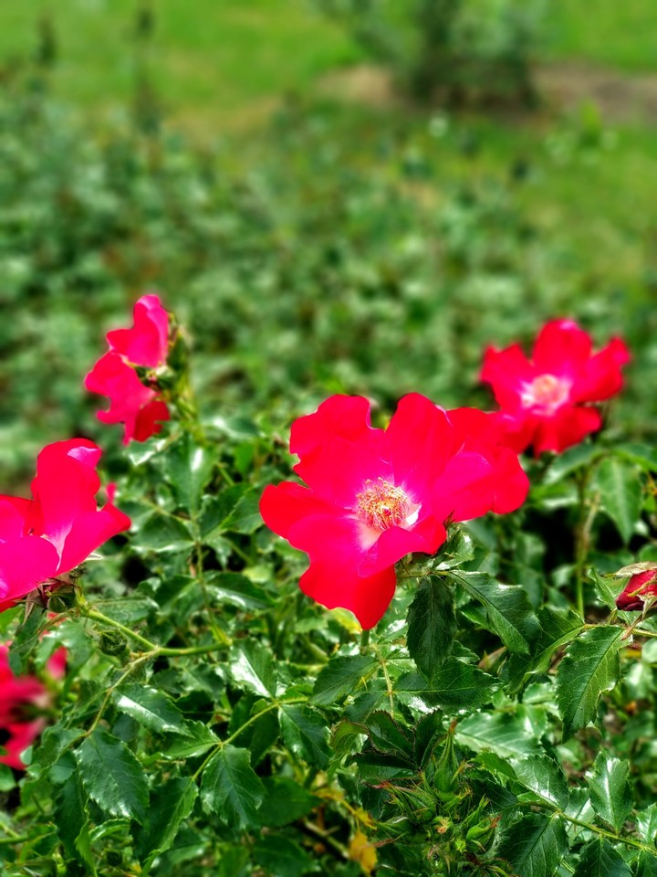 roses