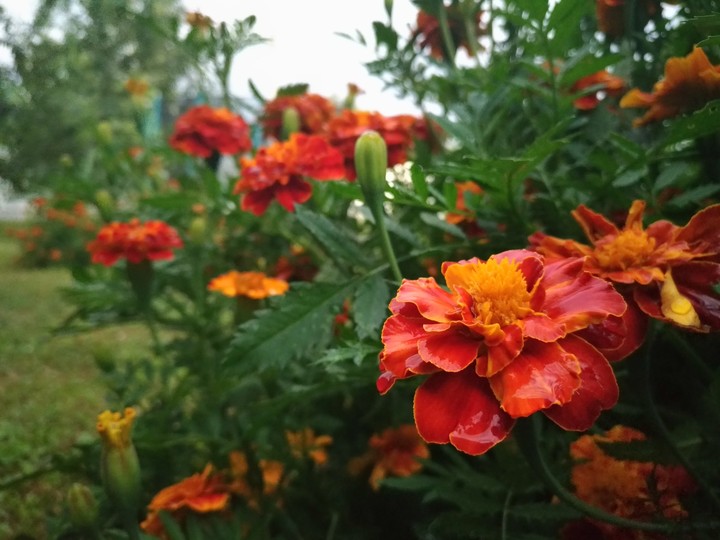 Lovely flowers