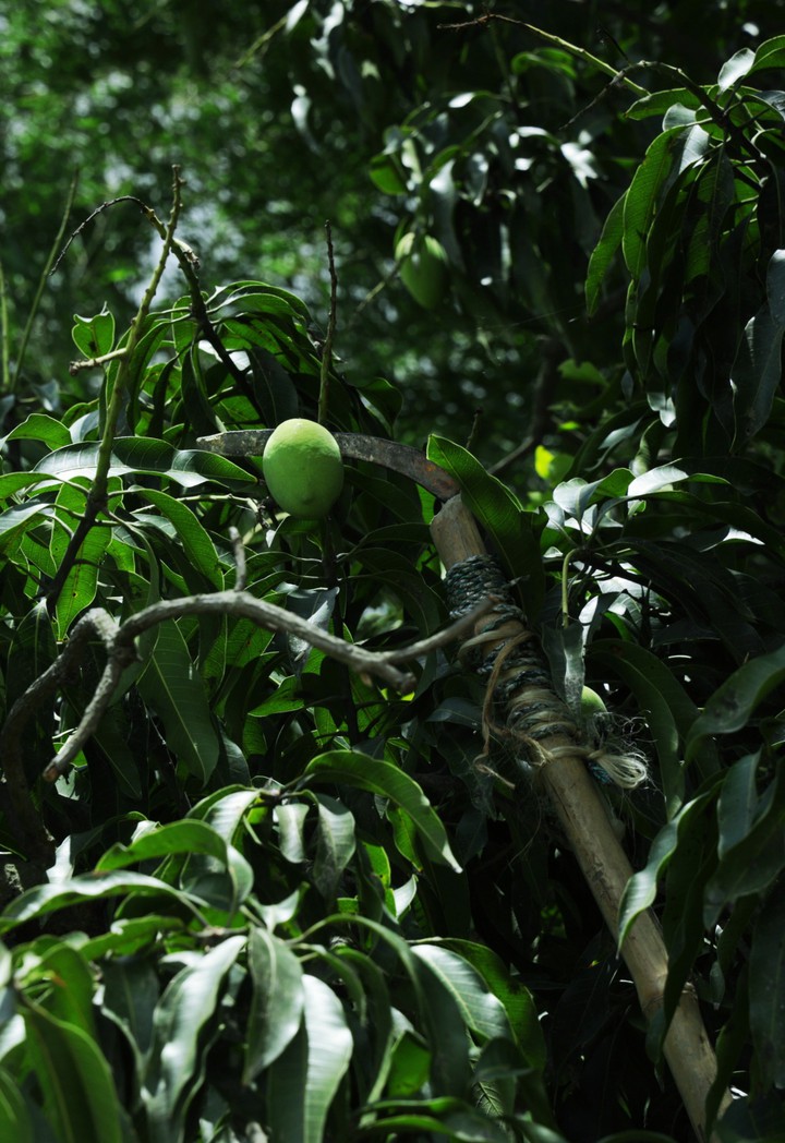 fresh mango