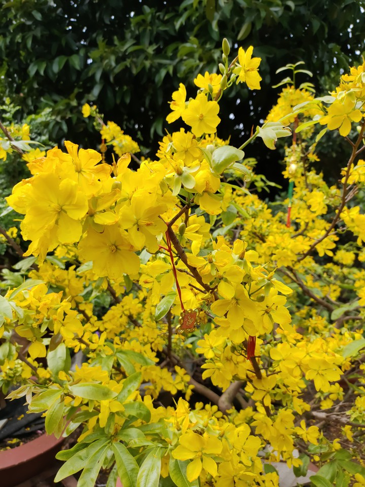Yellow apricot