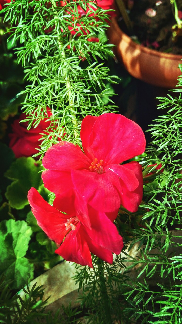 Flower ??