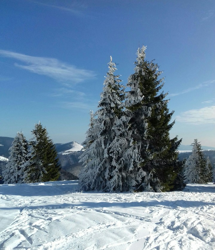 LoveBeautyTrees