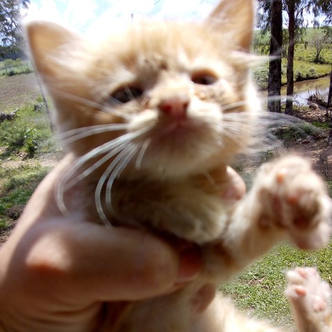 kitten, cat桌布
