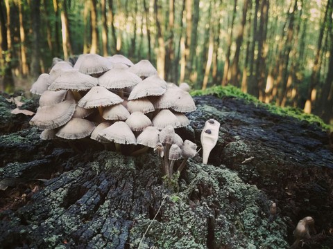 mushrooms